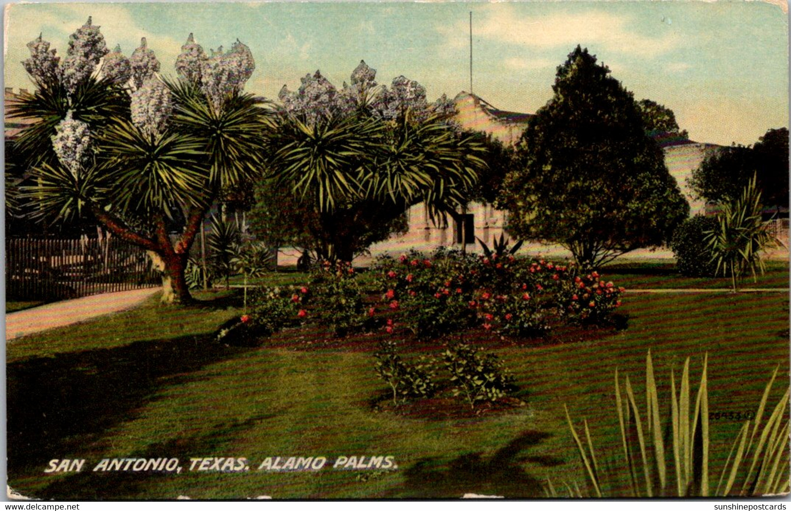 Texas San Antonio Alamo Plaza Roses And Spanish Daggers In Full Bloom - San Antonio