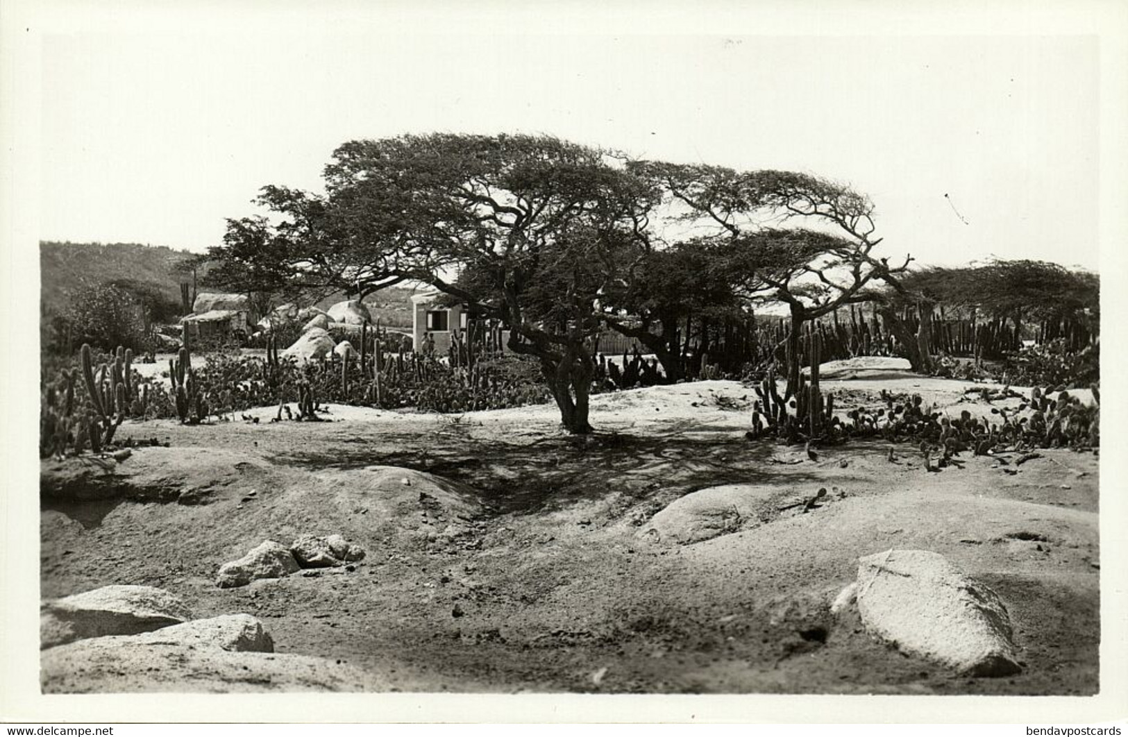 Aruba, N.W.I., Divi-Divi Wind Tree (1939) RPPC Postcard - Aruba