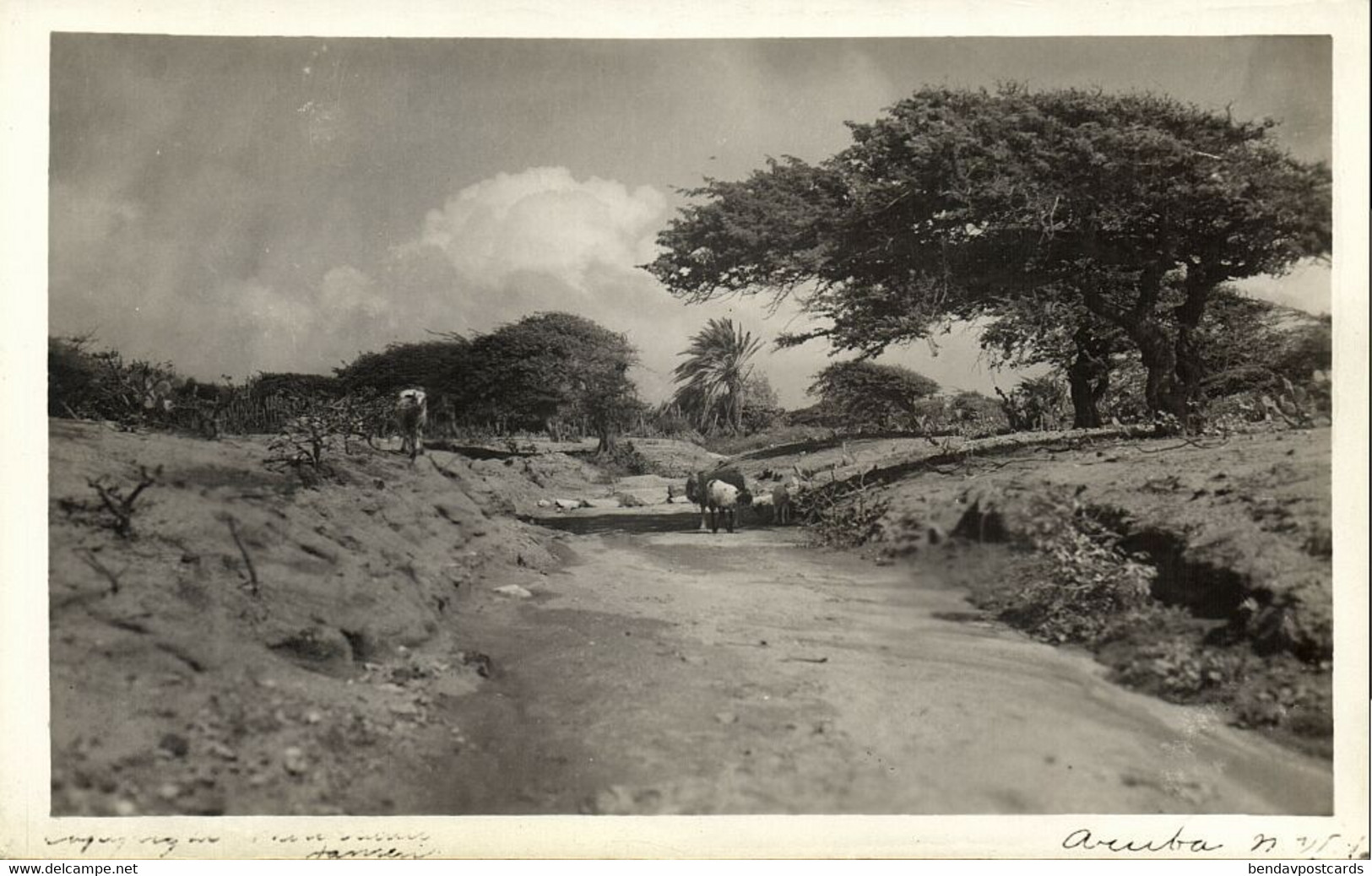 Aruba, N.W.I., Country Road With Animals, Wind Tree (1930s) RPPC Postcard - Aruba