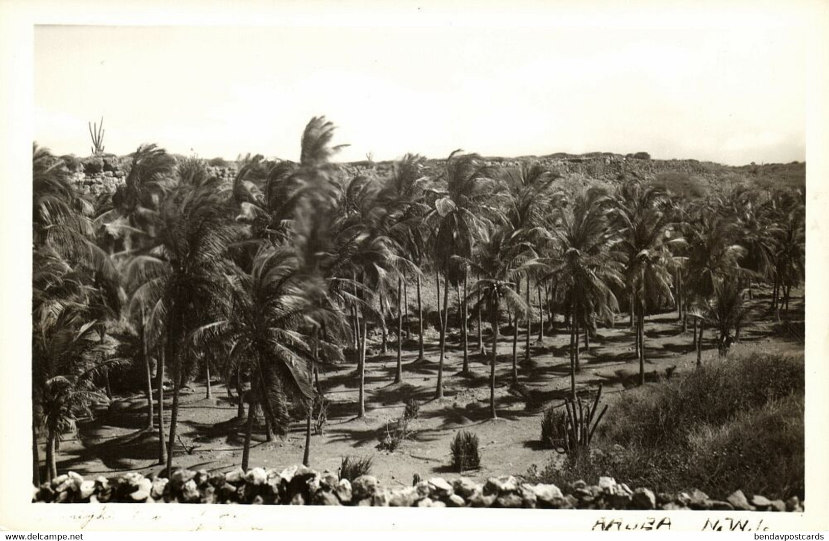 Aruba, N.W.I., Palm Trees (1940s) RPPC Postcard - Aruba