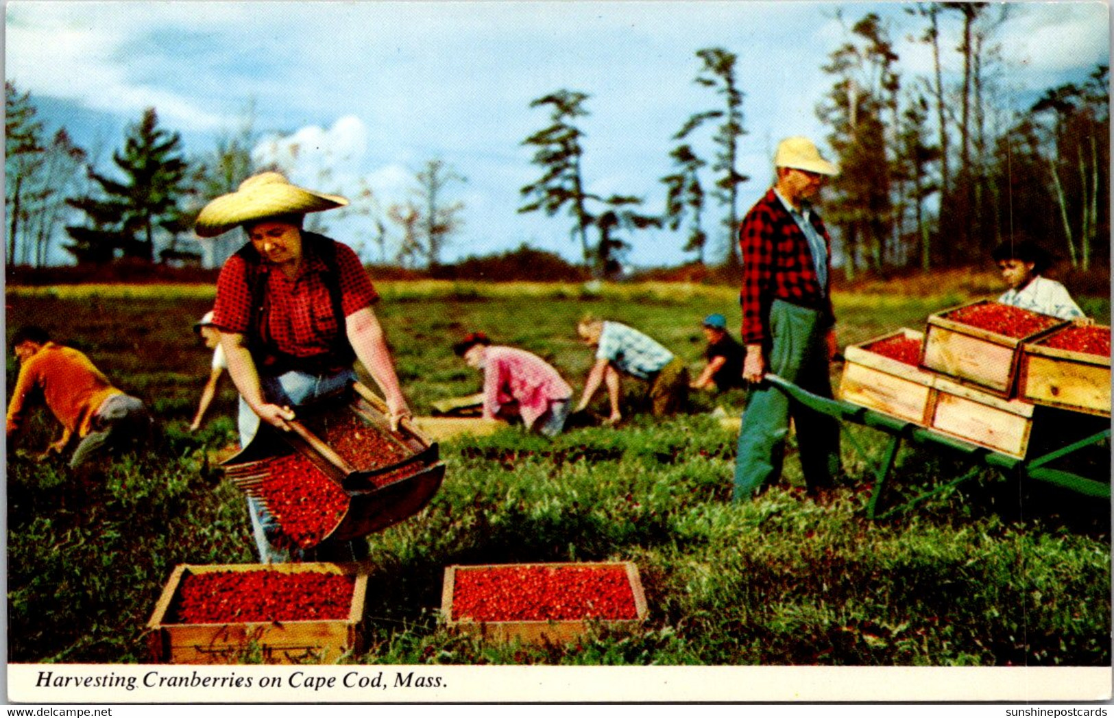 Massachusetts Harvesting Cranberries On Cape Cod - Cape Cod