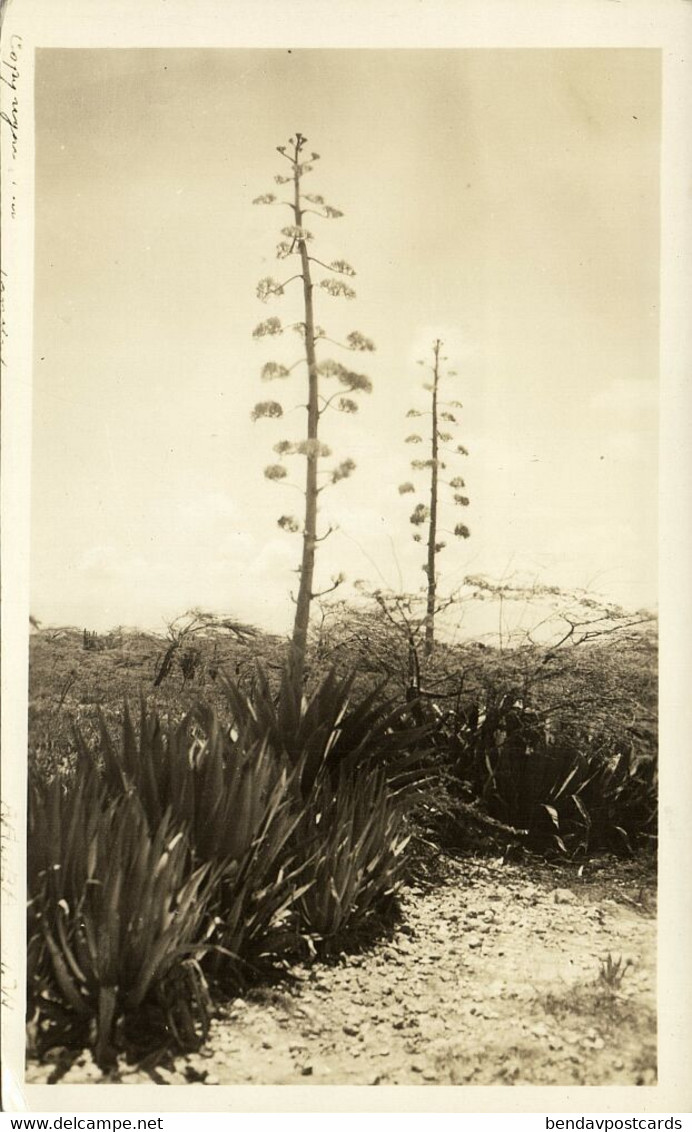 Aruba, N.W.I., Unknown Plants (1940s) RPPC Postcard - Aruba