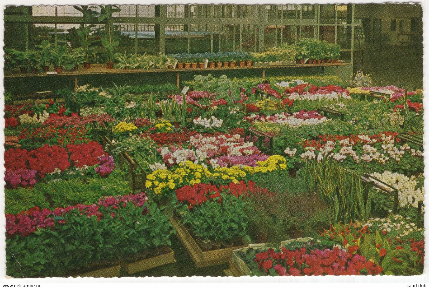 Aalsmeer - Interieur Bloemenveiling / Interior Flower Auction  - (Nederland/Noord-Holland) - Aalsmeer