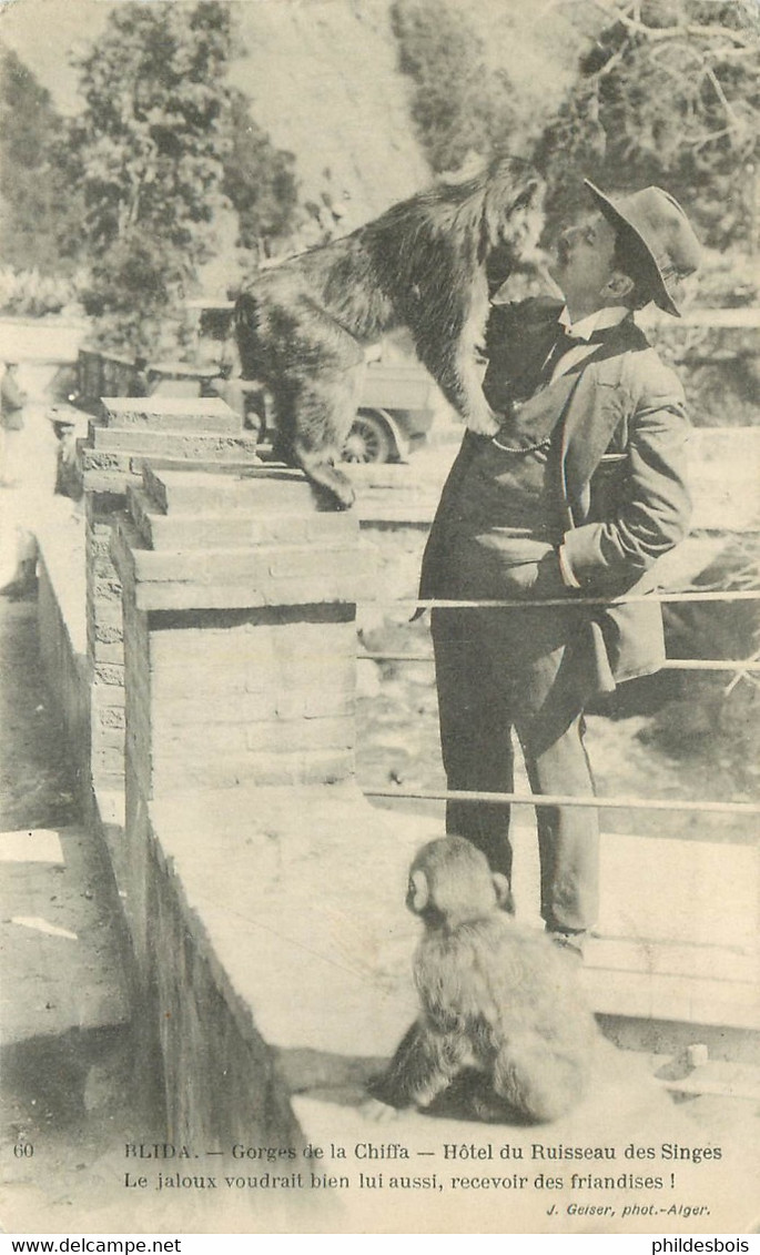 ALGERIE  BLIDA  Hotel Du Ruisseaux Des Singes " Le Jaloux Voudrait Bien Lui Aussi ...  " - Blida