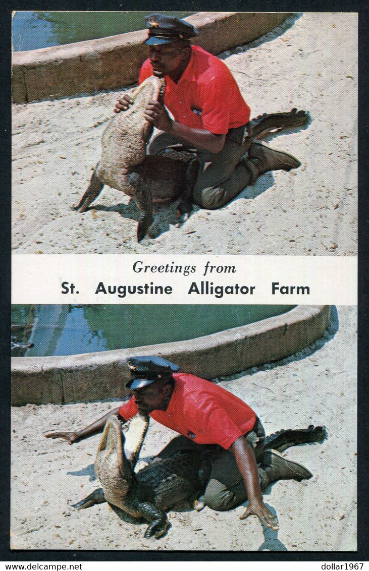 St. Augustine Alligator Farm, 999 Anastasia Blvd, St. Augustine -  Used 1972  - 2 Scans For Condition.(Originalscan !!) - St Augustine