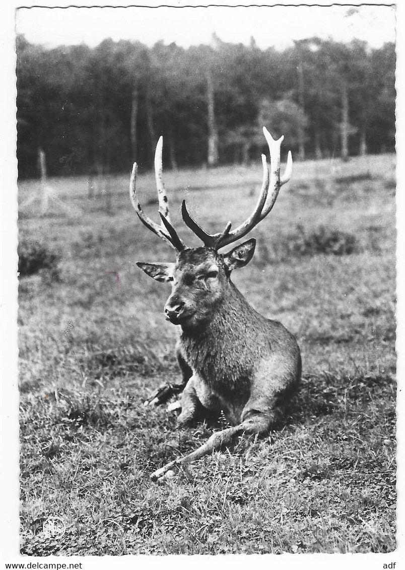 CPSM NASSOGNE, PARC A GIBIER, CERF AU REPOS, PROVINCE DE LUXEMBOURG, BELGIQUE - Nassogne