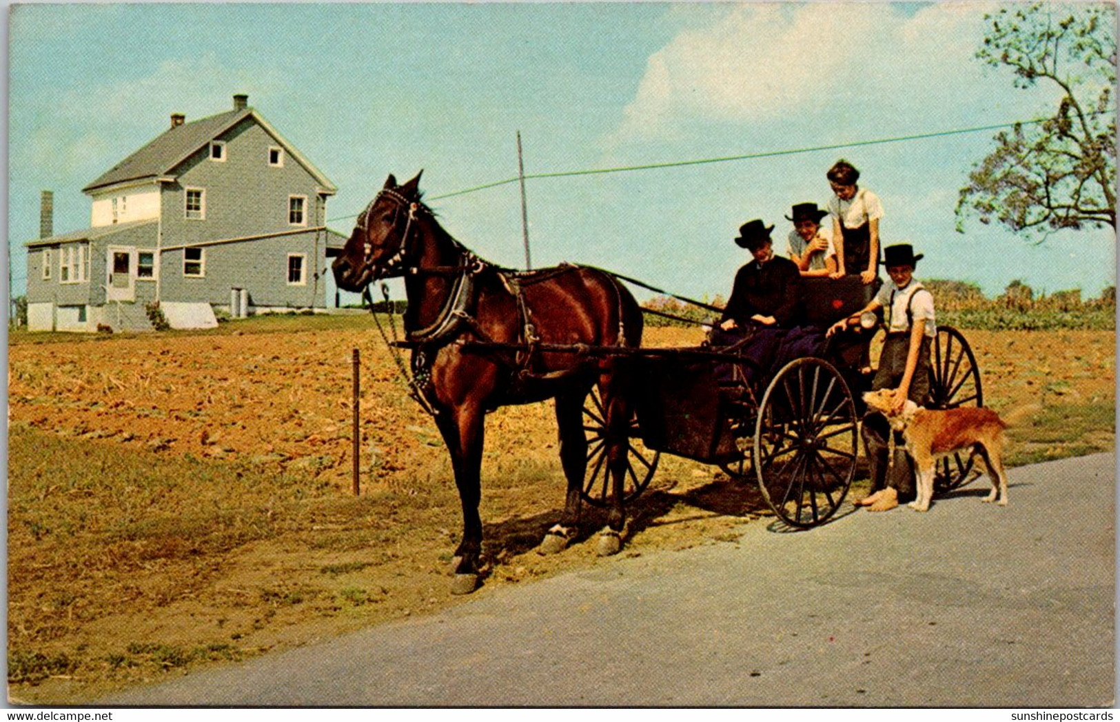 Pennsylvania Amish Country Young Man With Courting Buggy Meeting Friends - Lancaster