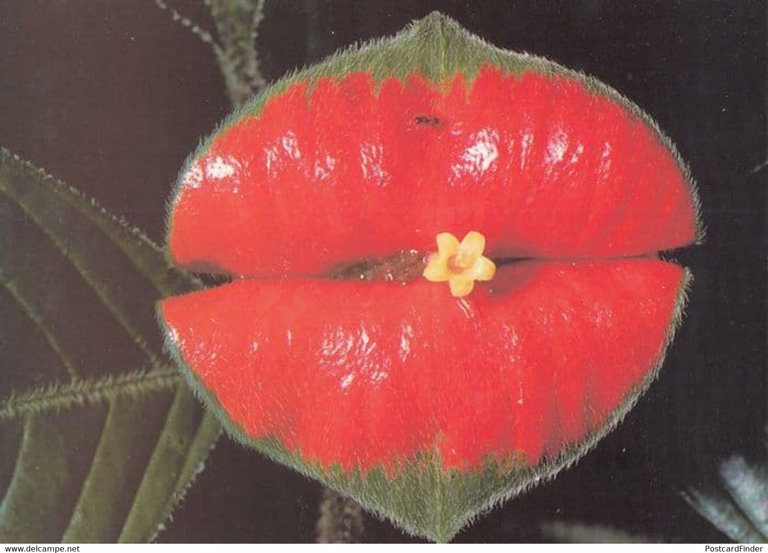 Flower Leaf As Rocky Horror Show Lipstick Lips BBC Postcard - Non Classés