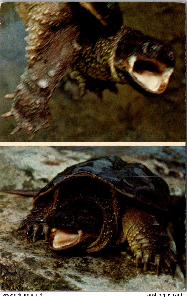 Snapping Turtle - Tartarughe