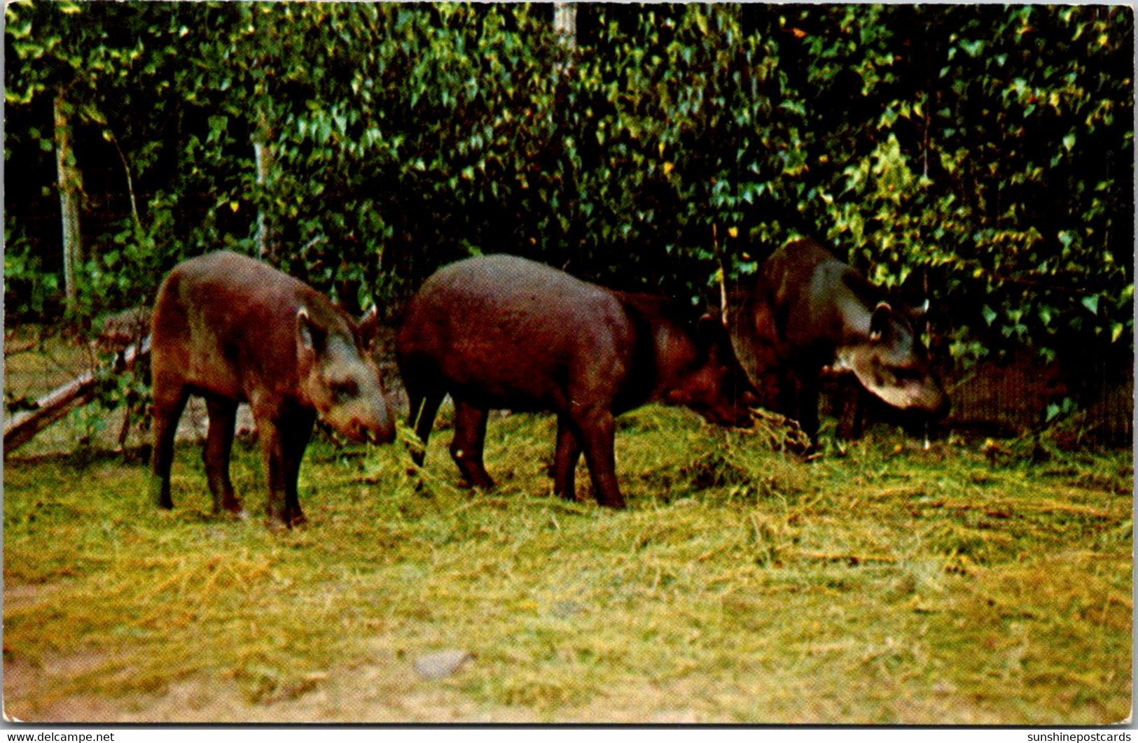 New York Catskill Brazilian Tapirs At The Catskill Game Farm - Catskills