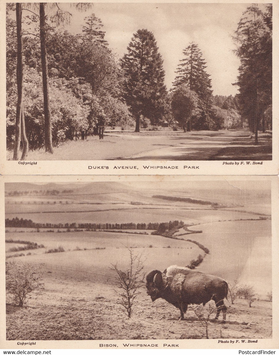 Bison Dukes Avenue Whipsnade Park 2x Old Postcard S - Altri & Non Classificati