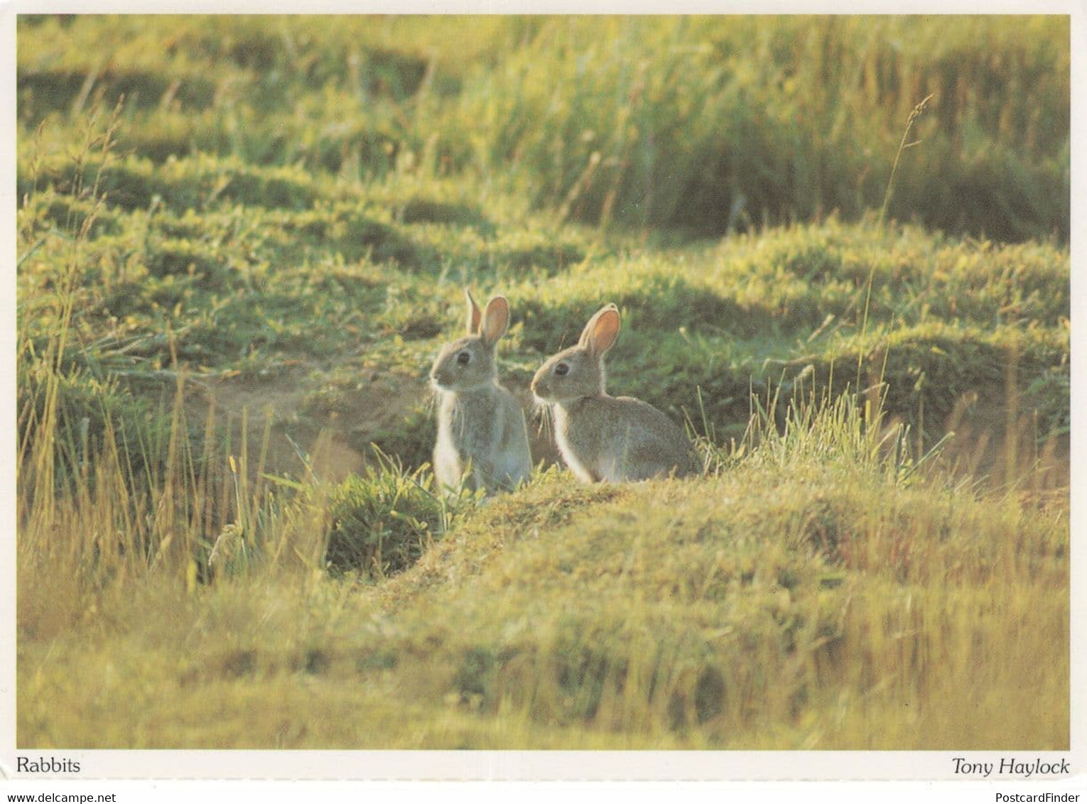 Bedfordshire Cute Watership Down Type Rabbits Postcard - Otros & Sin Clasificación