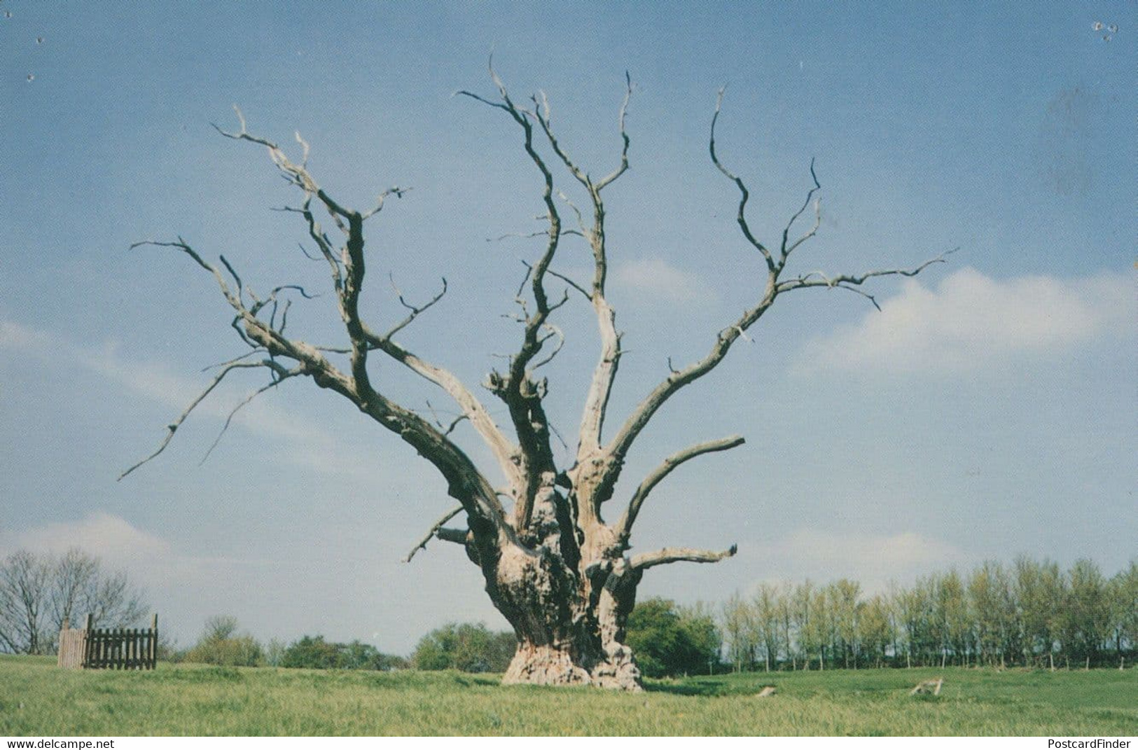 Bunyans Oak Tree Harlington Bedfordshire Beds Postcard - Altri & Non Classificati