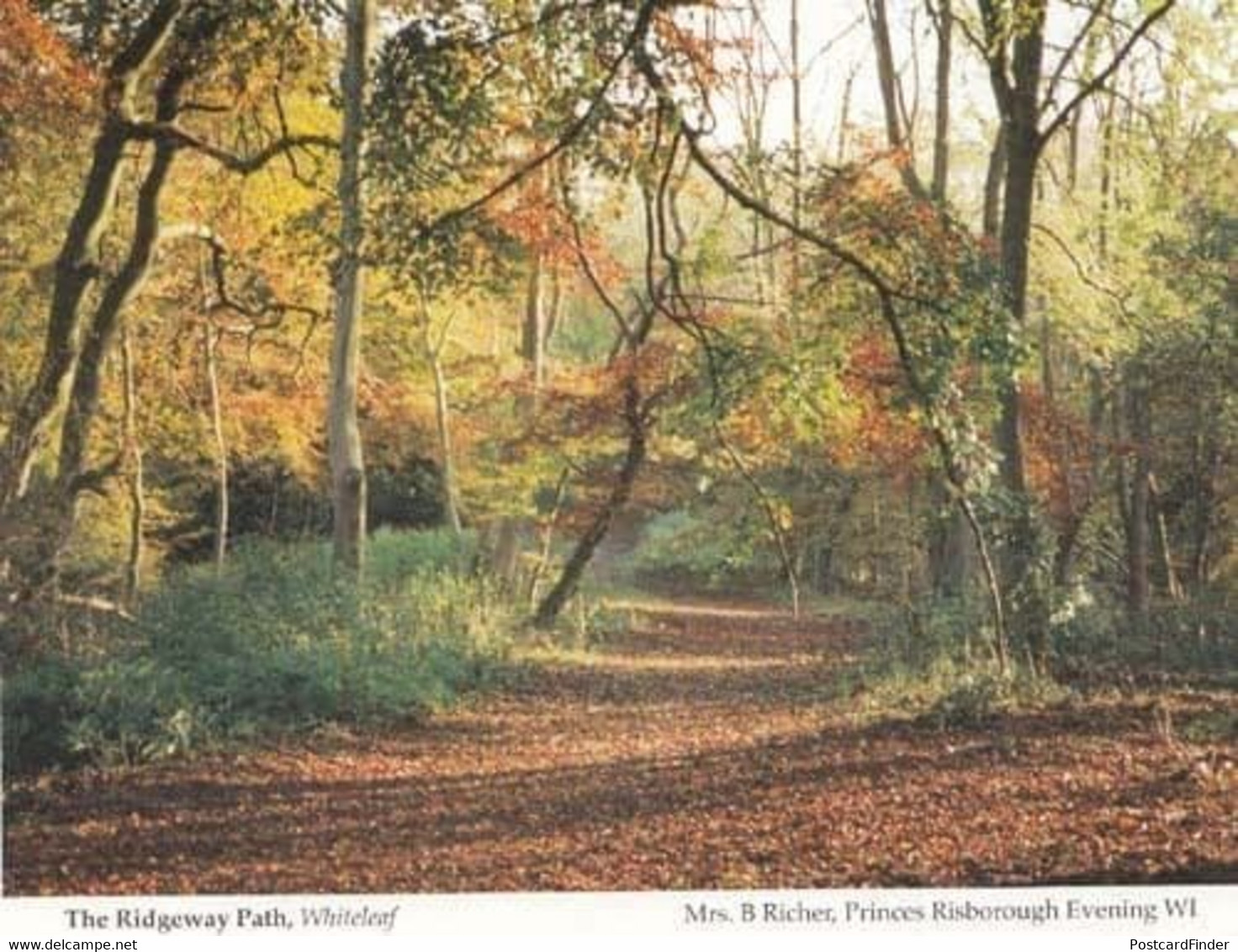 Whiteleaf Forest Woods Bucks Womens Institute Postcard - Buckinghamshire