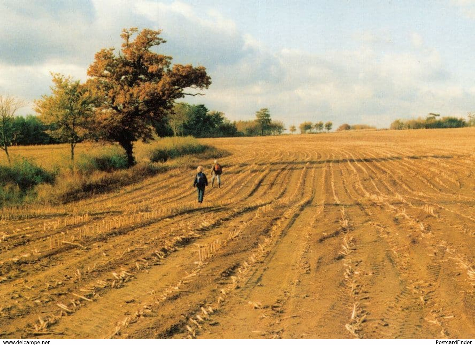 Autumn Farmyard Ramble On Farm Hay At Winslow Buckinghamshire Postcard - Buckinghamshire