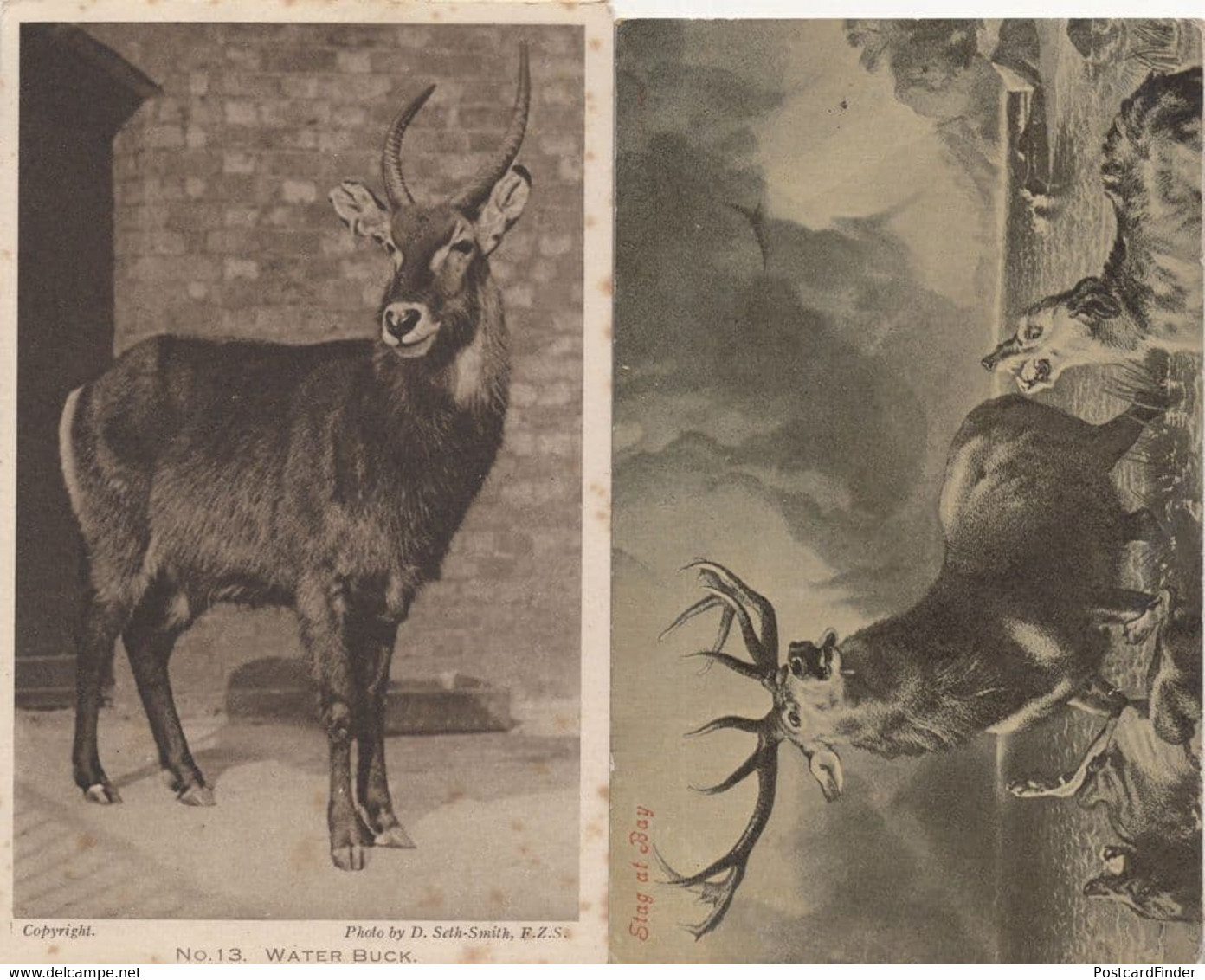 Water Buck London Zoo 2x Antique Postcard S - Buckinghamshire