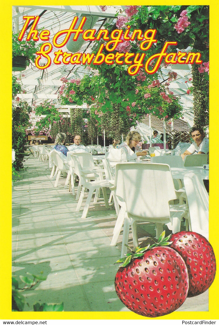 Hanging Strawberry Farm Guernsey Postcard - Sonstige & Ohne Zuordnung