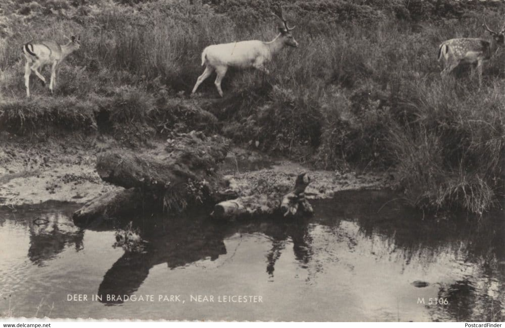 Deer By River At Bradgate Park Leicester Real Photo Postcard - Autres & Non Classés