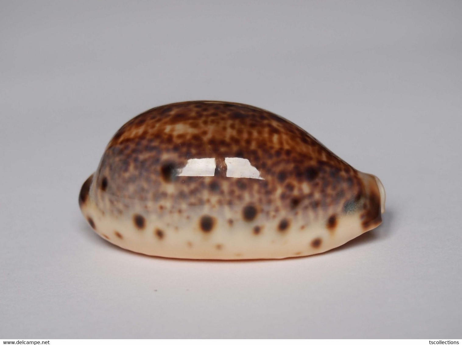 Cypraea Lynx - Coquillages