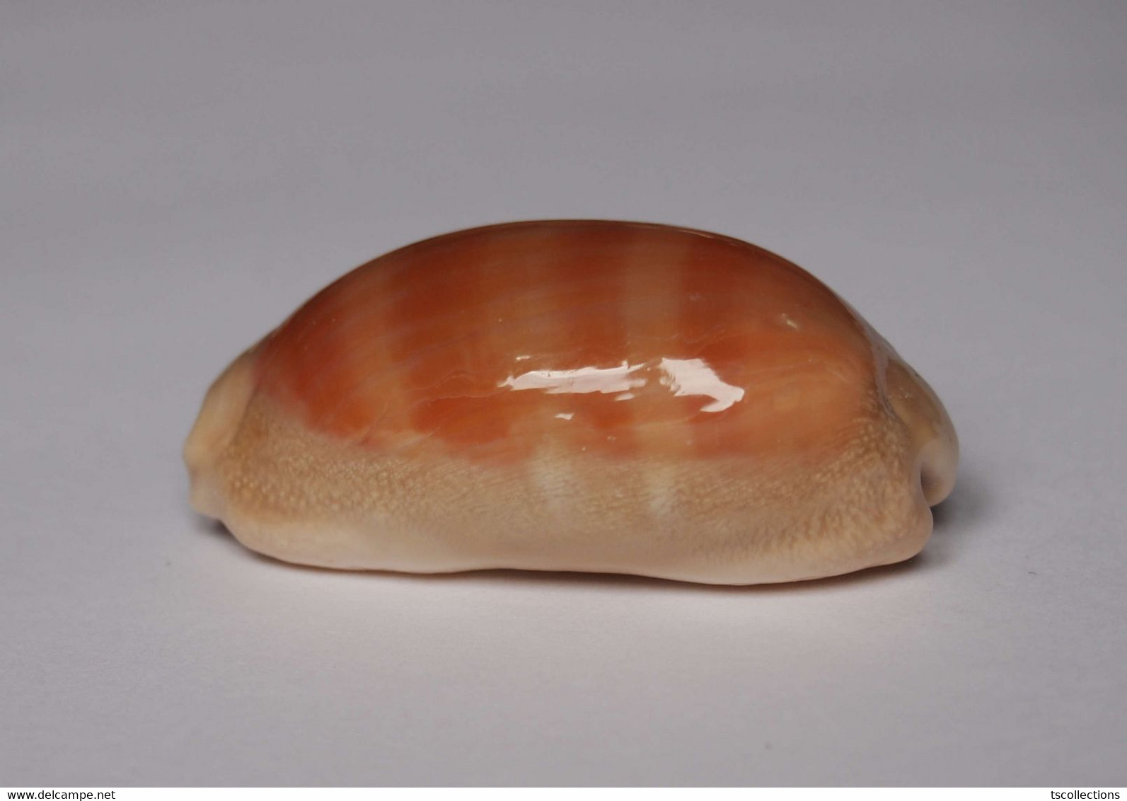 Cypraea Carneola - Forme Longue - Seashells & Snail-shells