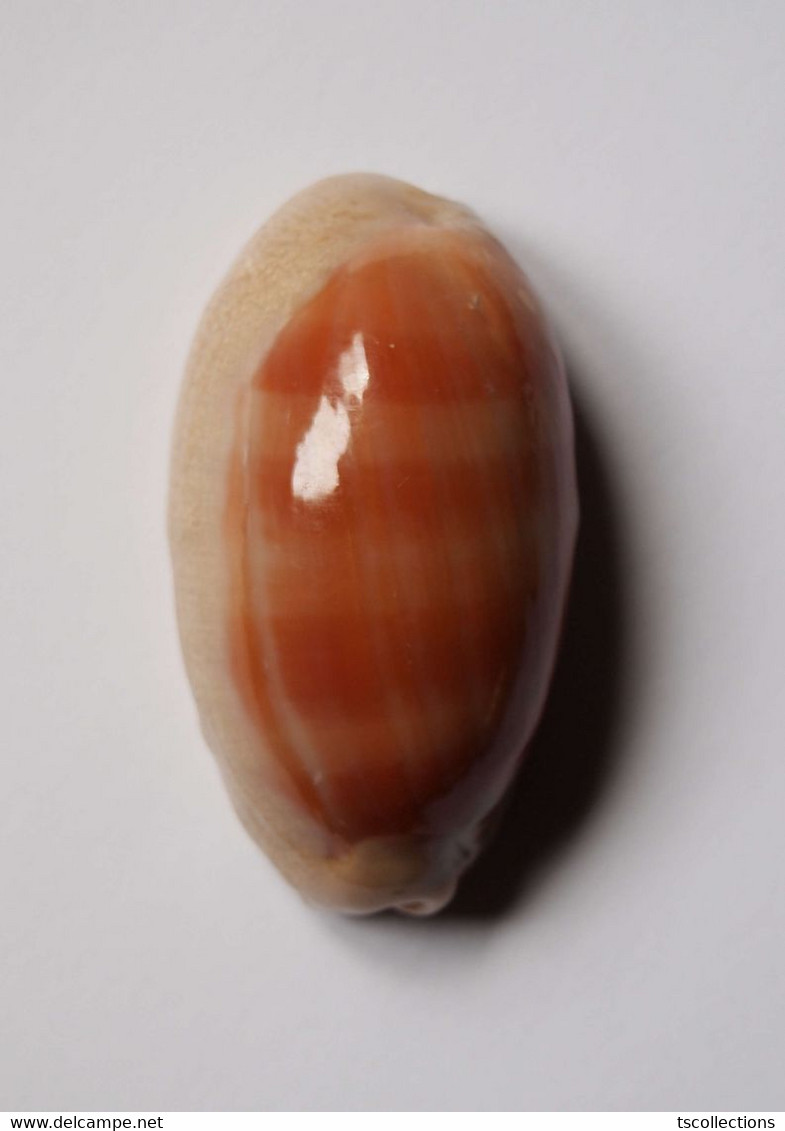 Cypraea Carneola - Forme Longue - Seashells & Snail-shells