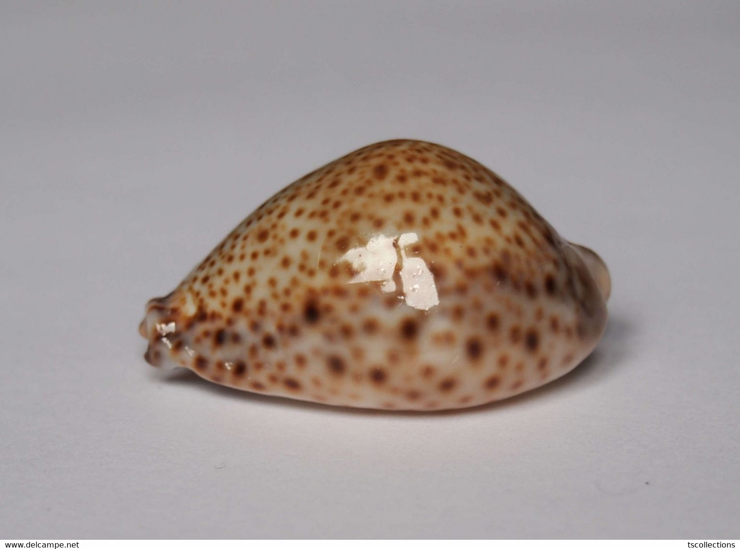 Cypraea Turdus - Coquillages