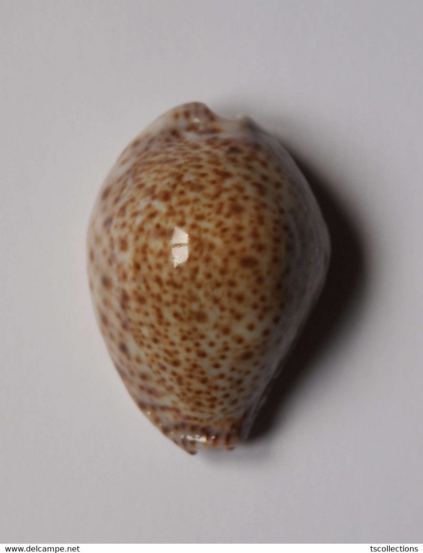 Cypraea Turdus - Coquillages