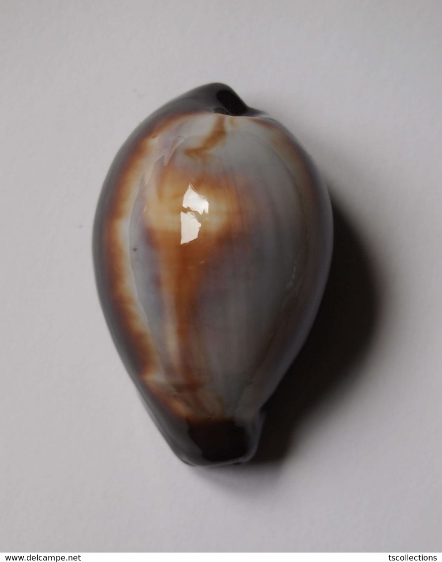 Cypraea Onyx - Coquillages