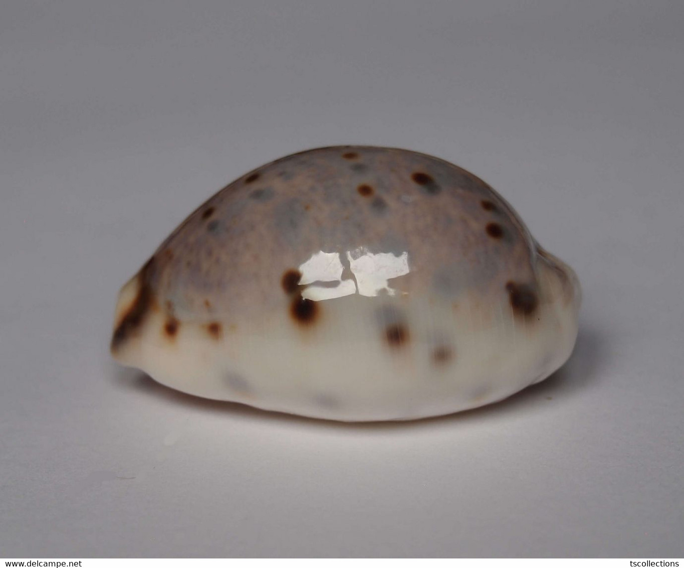 Cypraea Lynx - Coquillages