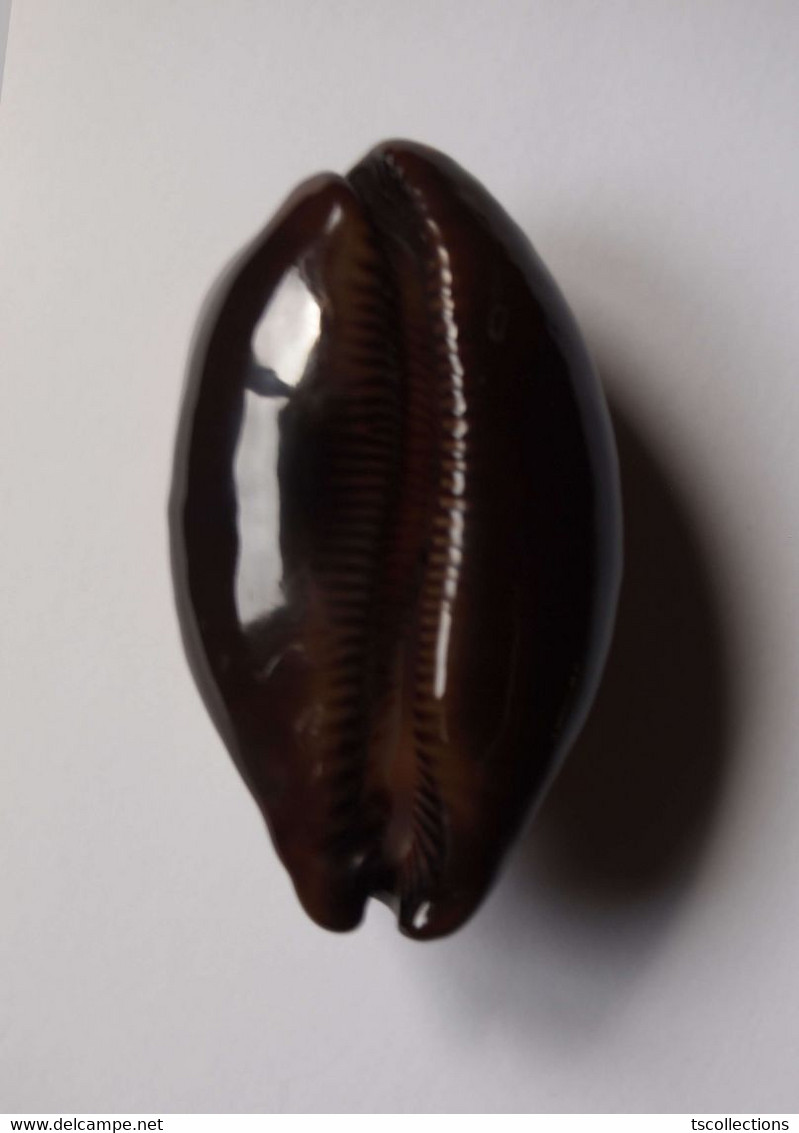 Cypraea Talpa - Seashells & Snail-shells