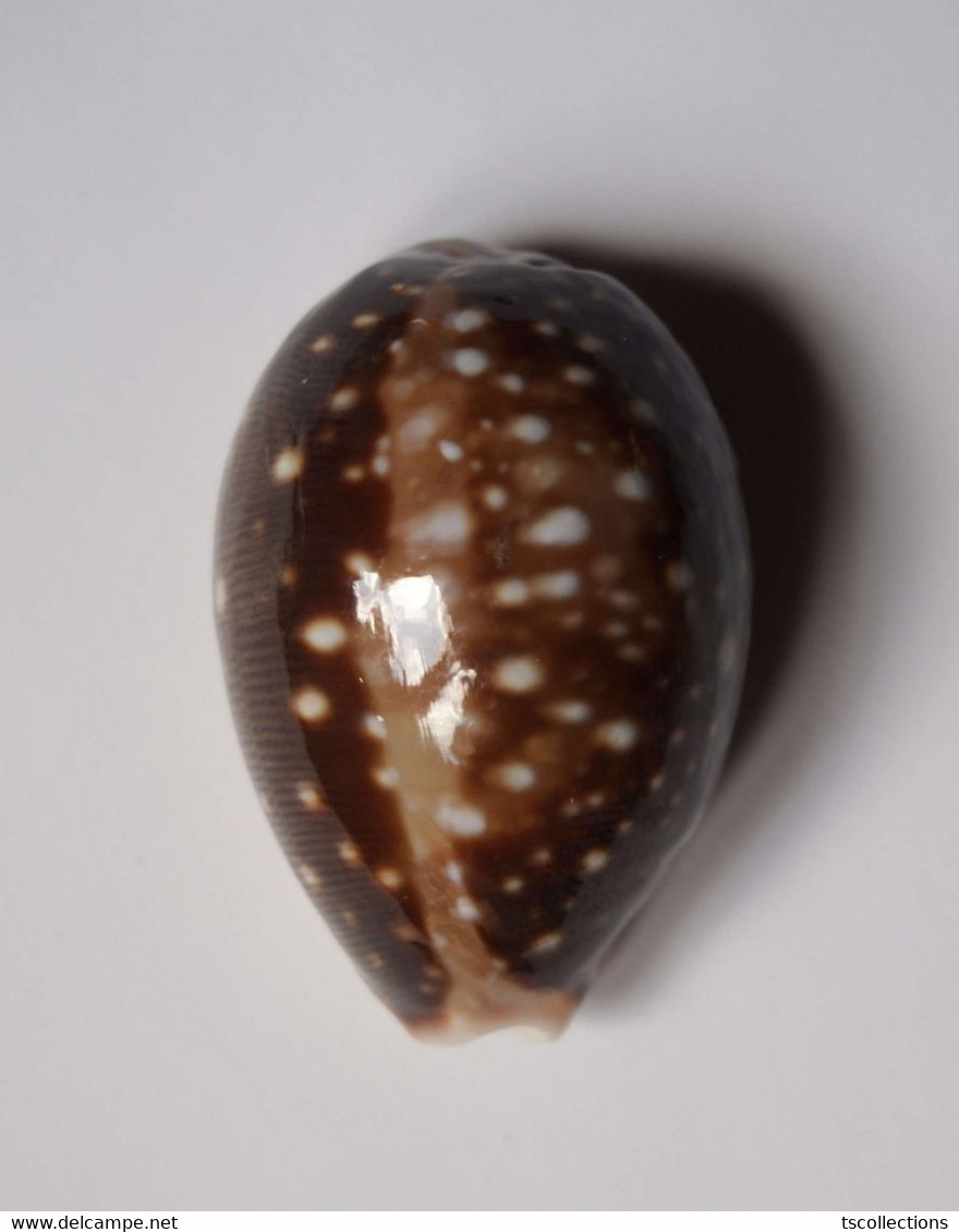 Cypraea Vitellus - Coquillages