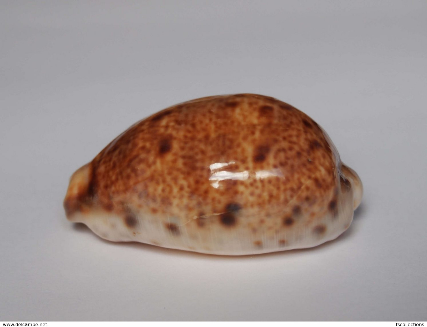 Cypraea Lynx - Coquillages