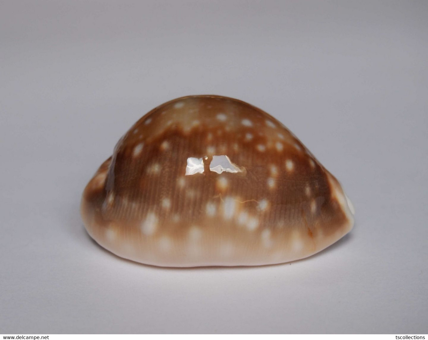 Cypraea Vitellus Polynesiae - Coquillages