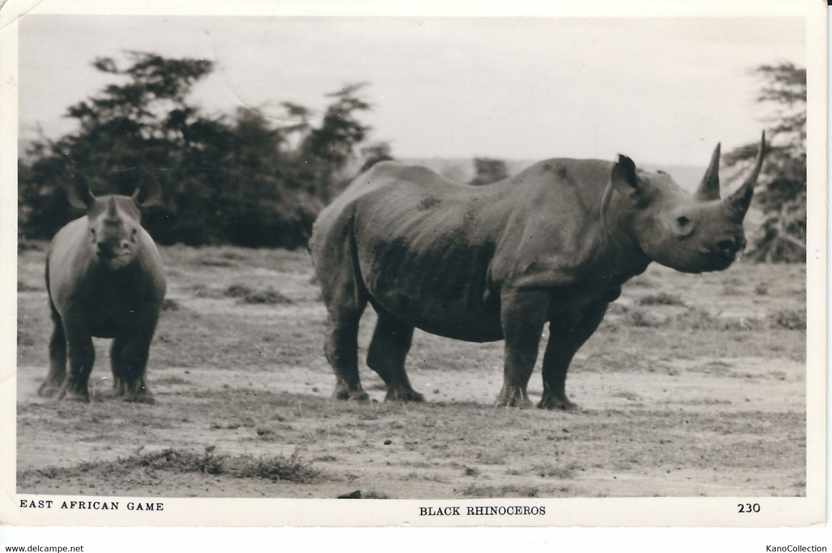 Rhinoceros, Ostafrika, Foto-AK, Gelaufen 1963 - Ippopotami