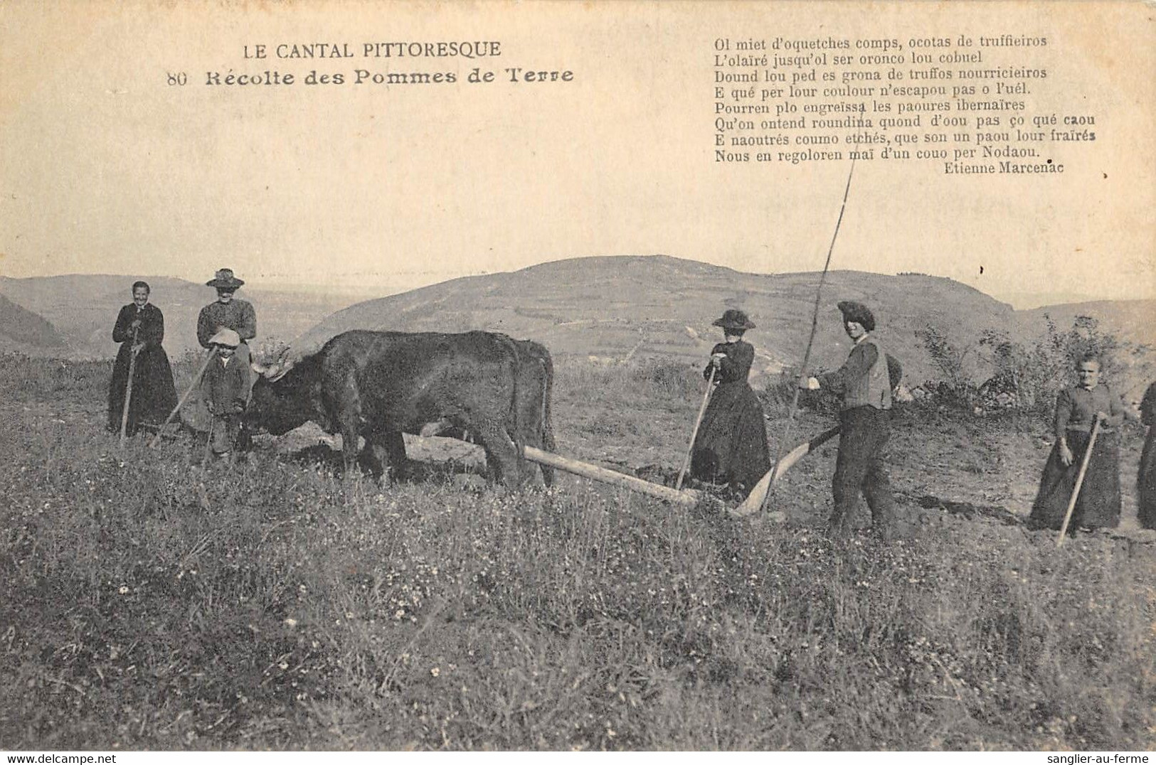 CPA 15 CANTAL RECOLTE DES POMMES DE TERRE / AGRICULTURE - Sonstige & Ohne Zuordnung