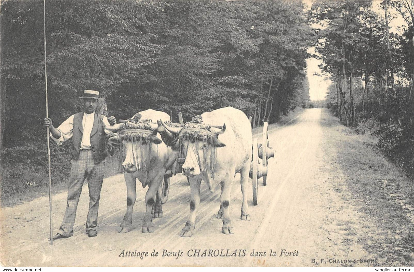 CPA 71 ATTELAGE DE BOEUFS CHAROLLAIS DANS LA FORET / AGRICULTURE - Andere & Zonder Classificatie