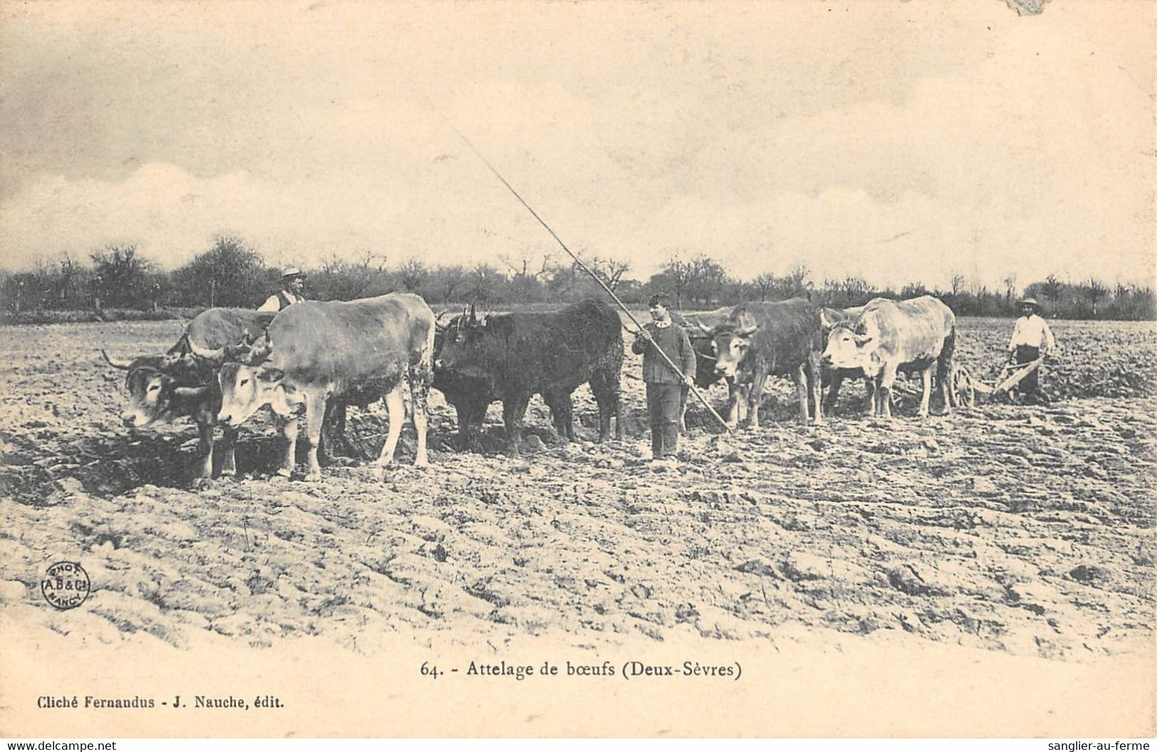 CPA 79 ATTELAGE DE BOEUFS DEUX SEVRES - Andere & Zonder Classificatie