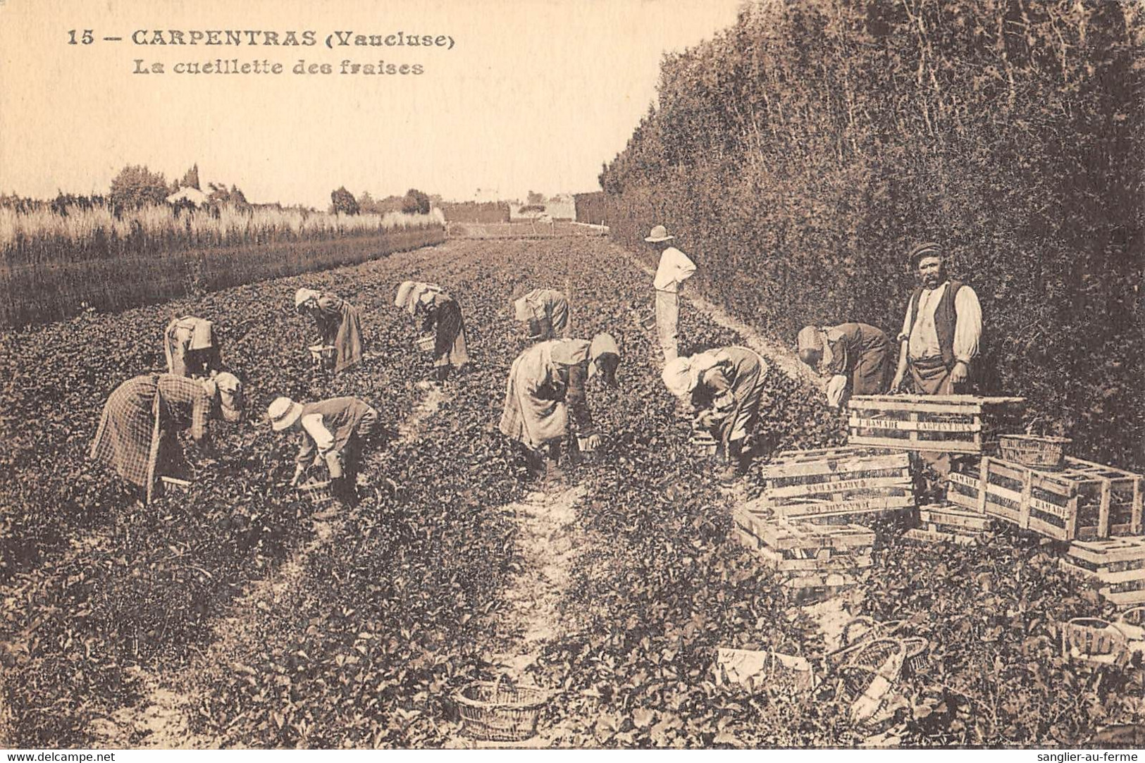 CPA 84 CARPENTRAS LA CUEILLETTE DES FRAISES - Carpentras