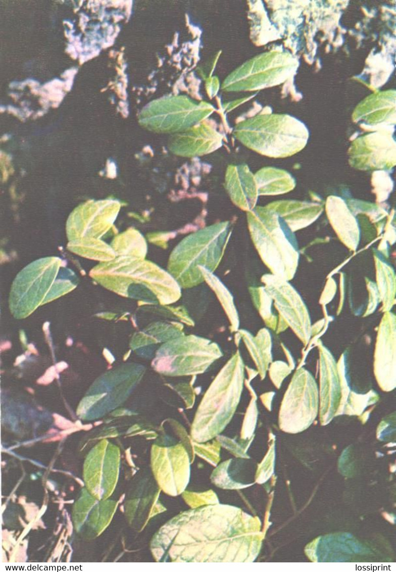 Green Pharmacy, Vaccinium Vitis-idaea L., 1981 - Geneeskrachtige Planten