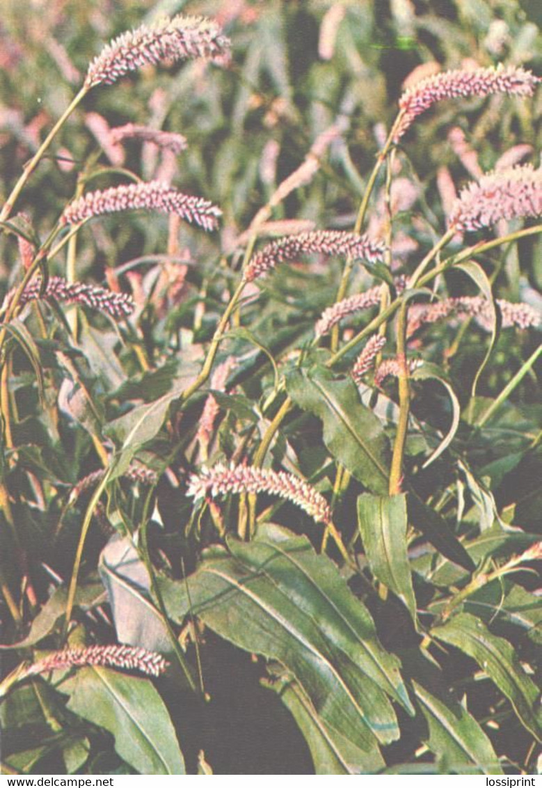 Green Pharmacy, Polygonum Bistorta L., 1981 - Medicinal Plants