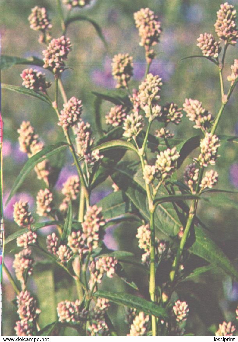 Green Pharmacy, Polygonum Hydropiper L., 1981 - Geneeskrachtige Planten