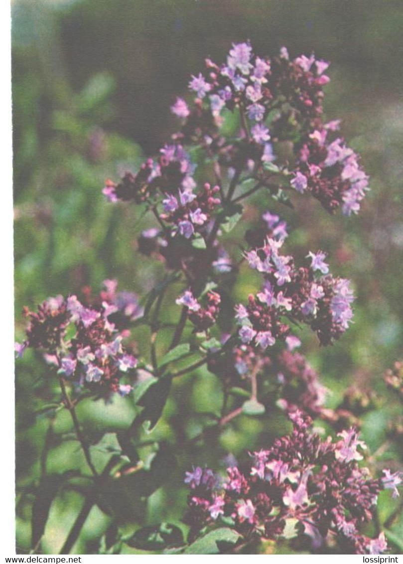 Green Pharmacy, Origanum Vulgare L., 1981 - Geneeskrachtige Planten