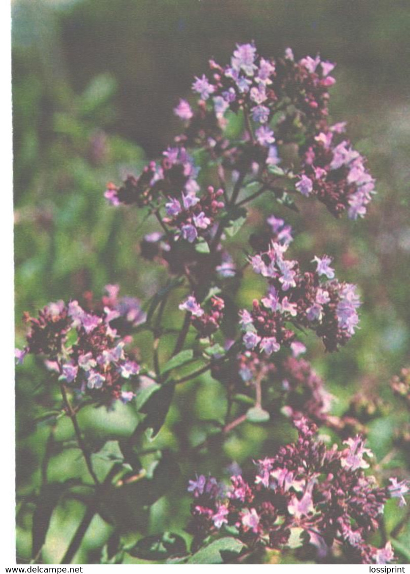 Green Pharmacy, Origanum Vulgare L., 1981 - Plantes Médicinales