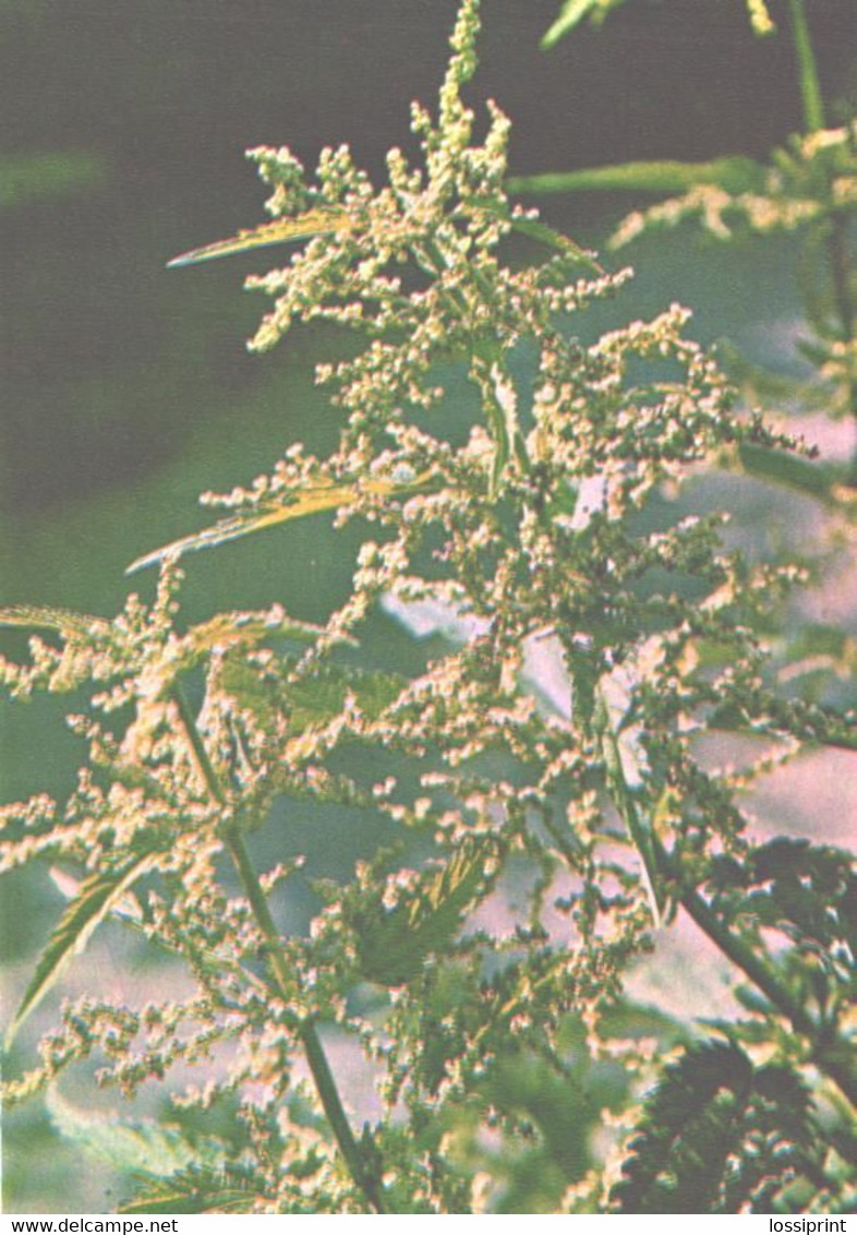 Green Pharmacy, Urtica Dioica L., 1981 - Medicinal Plants