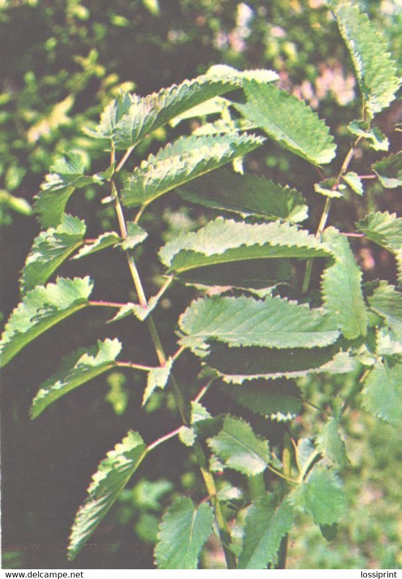 Green Pharmacy, Sanguisorba Officinalis L., 1981 - Plantes Médicinales