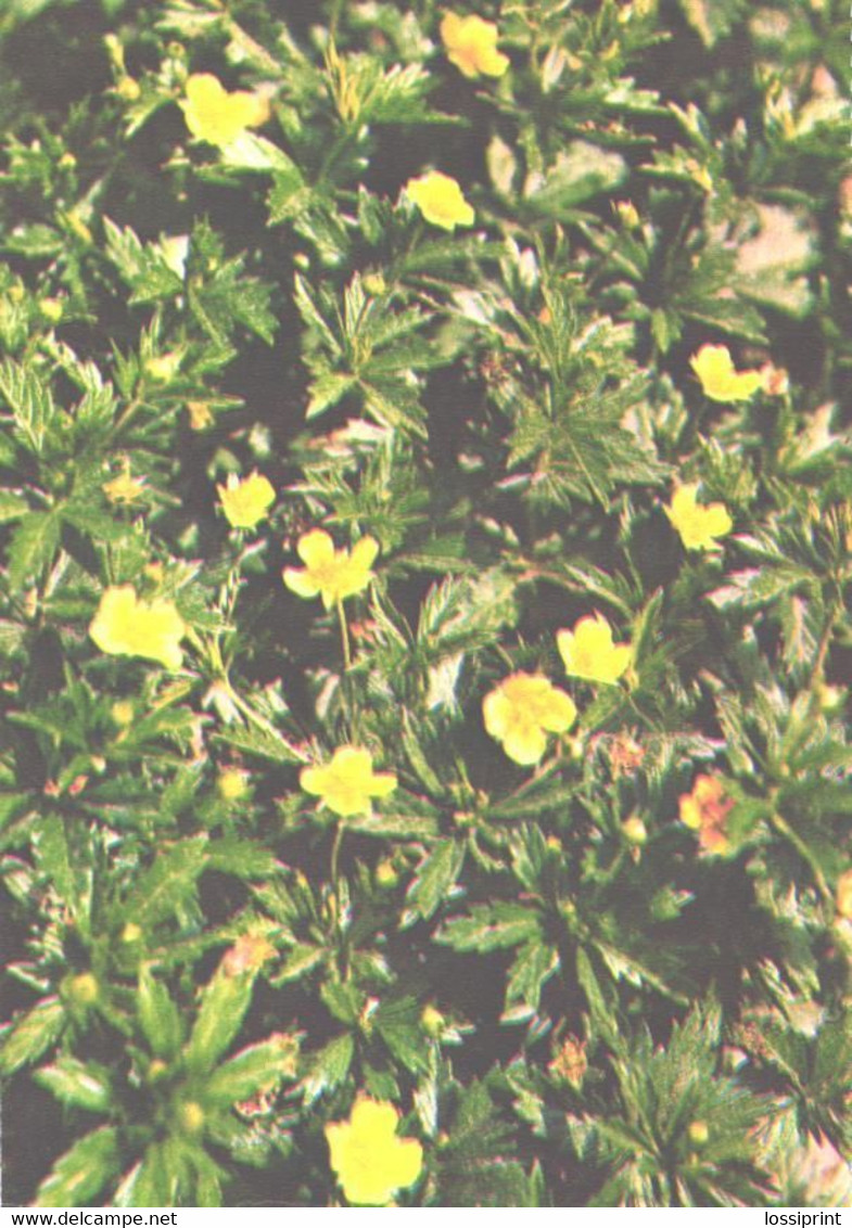 Green Pharmacy, Potentilla Erecta, 1981 - Heilpflanzen