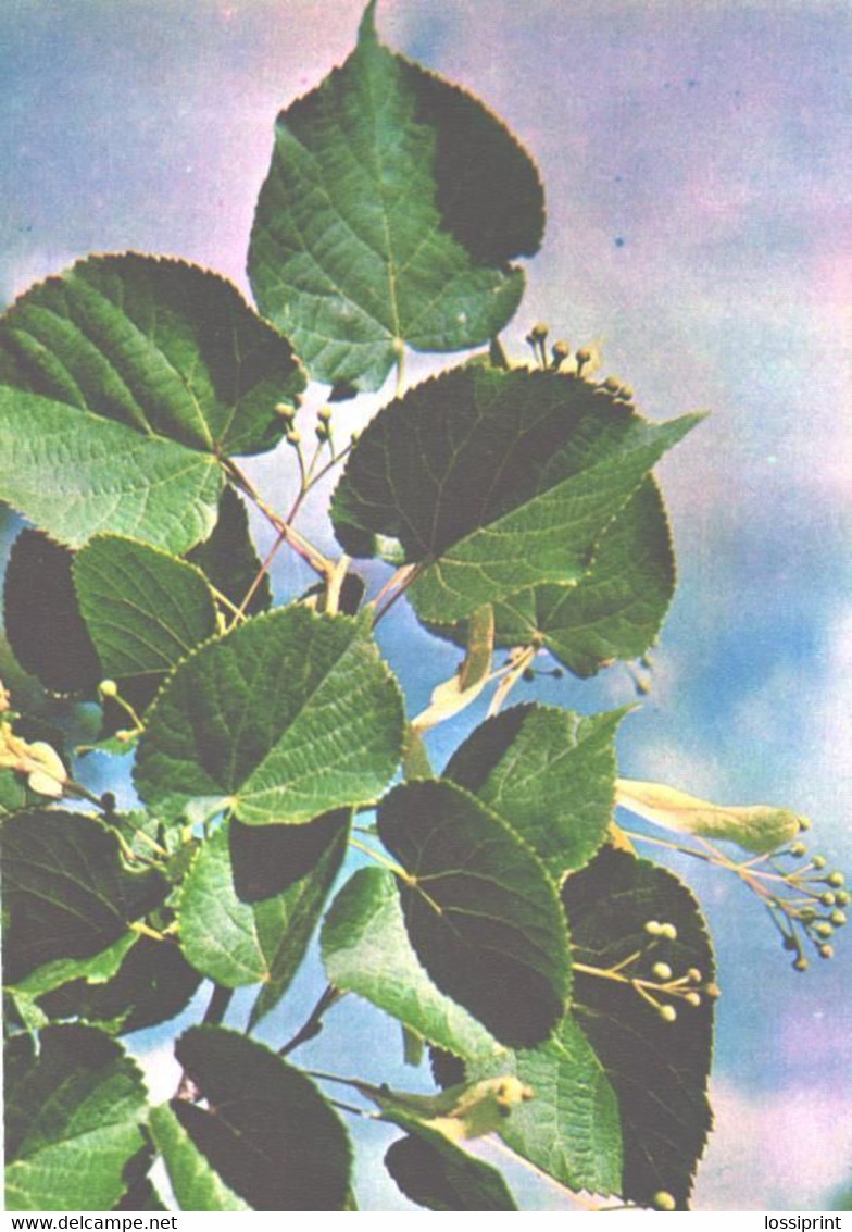 Green Pharmacy, Tilia Cordata Mill, 1981 - Plantes Médicinales