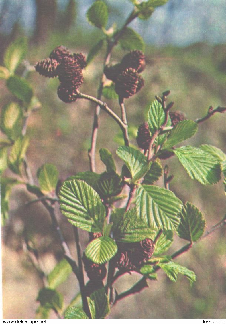 Green Pharmacy, Alnus Incana, 1981 - Geneeskrachtige Planten