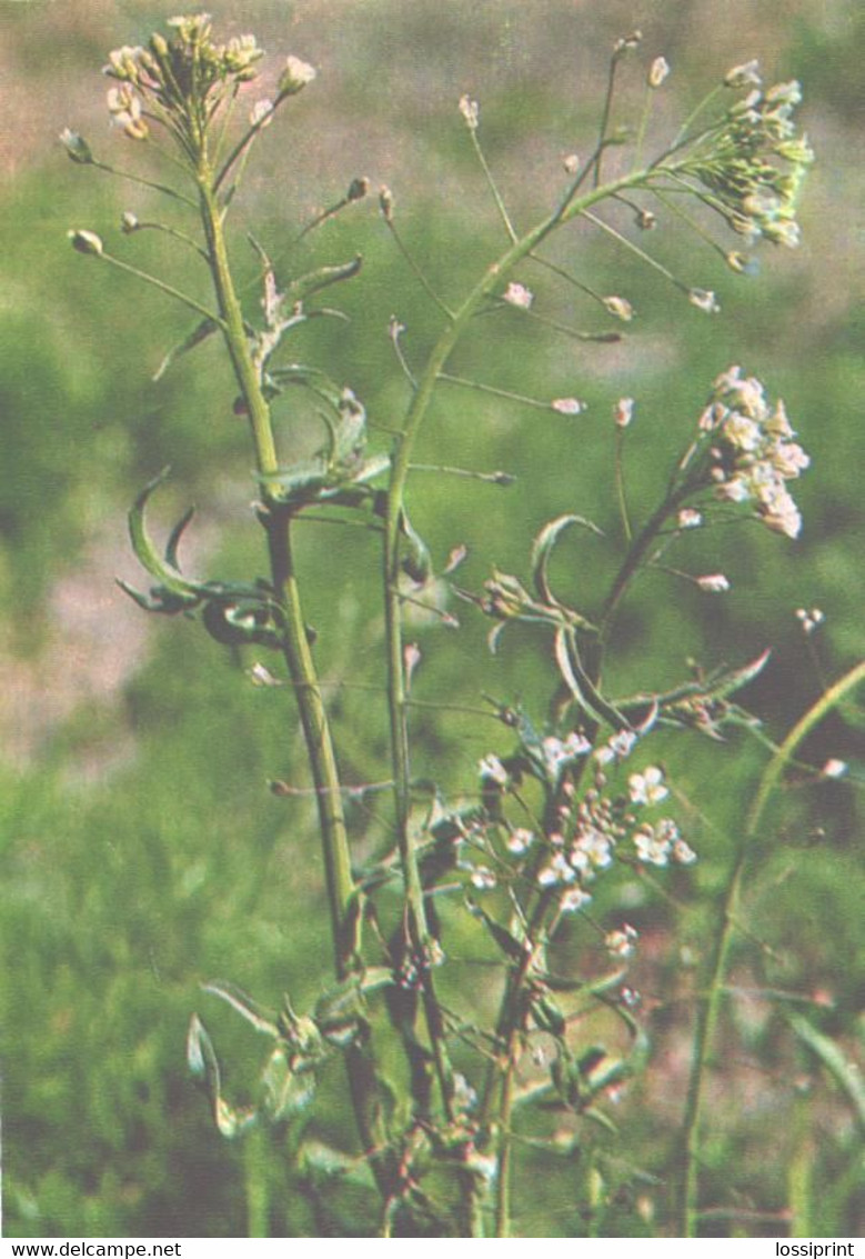 Green Pharmacy, Capsella Bursa-pastoris, 1981 - Heilpflanzen