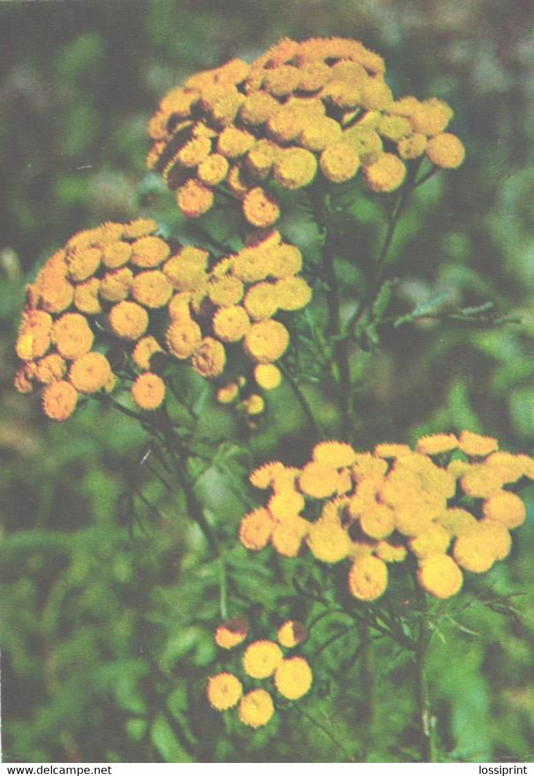 Green Pharmacy, Tanacetum Vulgare L., 1981 - Plantes Médicinales